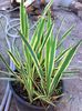 yuca gloriosa variegata