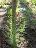 asparagus racemosus2