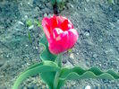 Darwin hybrid pink