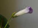 Sinningia Luci s My beauty