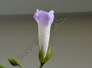 Sinningia Luci s My beauty