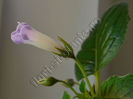 Sinningia Luci s My beauty