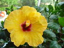 Boreas Yellow