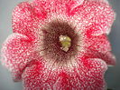DSC00927