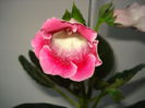 DSC00968