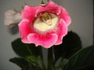 DSC00970