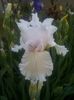 Laced Cotton