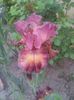 Beguine