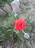 IMG_20150426_193810