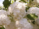 Viburnum opulus rosea