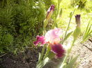 Iris Latin Lover