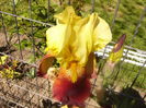 Iris Rabelais