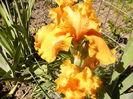 Iris Sky Fire