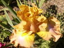 Iris Sheer Poetry