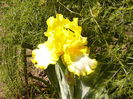 Iris Fringe of Gold