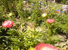 P1230461