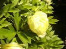 P1230467