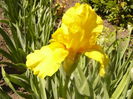 Iris Ola Kala