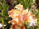 Iris Highland Chief