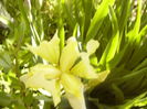 Iris Yellow Lime