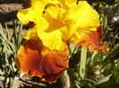 Iris All the Jazz