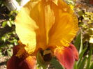 Iris Guy Leron