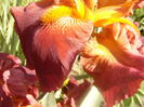Iris Sultan,s Palace