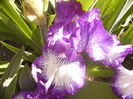 Iris Art Deco