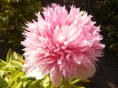 Paeonia oficinalis Rosea plena
