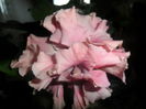 SAM_5063