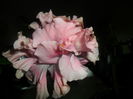 SAM_5065