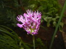 Allium Purple Sensation (2015, May 01)