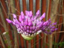 Allium Purple Sensation (2015, May 01)