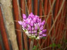 Allium Purple Sensation (2015, May 01)