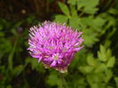 Allium Purple Sensation (2015, May 01)