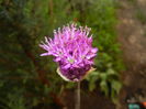 Allium Purple Sensation (2015, May 01)