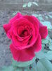 trandafir rosu catifelat si parfumat 