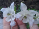 caldarusa alba