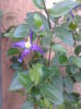 clematita aromatica 
