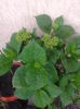 bobocei hortensie, o astept sa infloreasca 