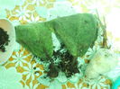 DSCN7626