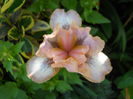 DSCN6524