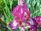 DSCN6550