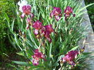 DSCN6554