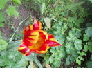 DSCN7598