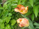 DSCN7606