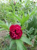Rubra Plena