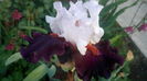 IMG_20150512_061837