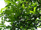 DSCN6429