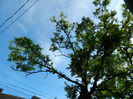 DSCN6446